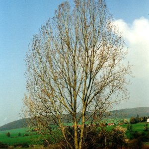 Baum